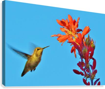 Hummingbird Flight Canvas Print