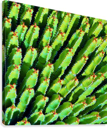 Cactus Canvas Print