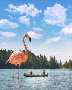 Flamingo Fantasy