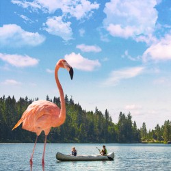 Flamingo Fantasy