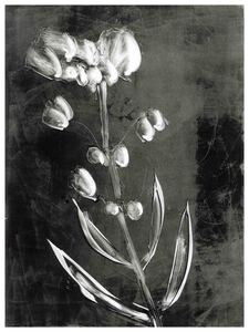 BLACKWHITEFLOWER