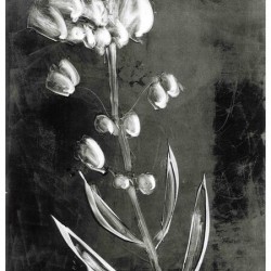 BLACKWHITEFLOWER