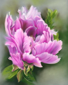 Pretty Pink Peony Flower