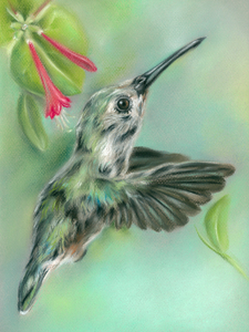 Hummingbird in Flight Near Honeysuckle