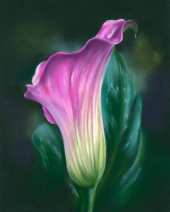 Pink Calla Lily Flower