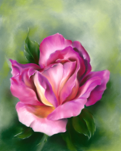 Rose Peace Colorful Pink and Yellow Flower