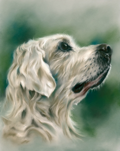 Retriever Dog in Profile
