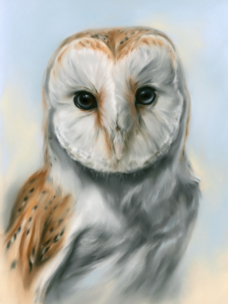 Barn Owl Perceptive Gaze Print