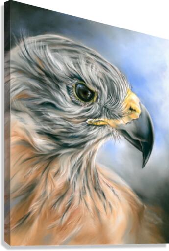 Red Tailed Hawk Canvas Print