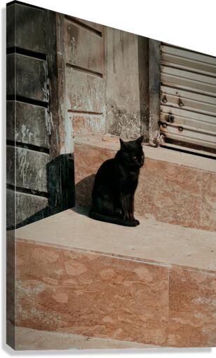 Black cat Canvas Print