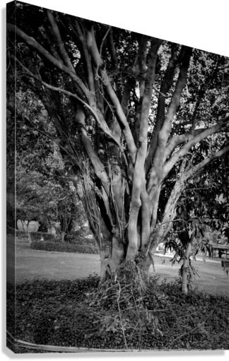 Tree trunk Canvas Print