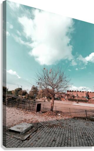 Some wheres tree Canvas Print
