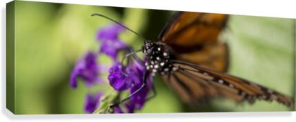 Butterfly Eye Canvas Print