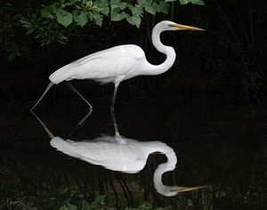 Great white egret S reflect clean by Gerald Zupruk