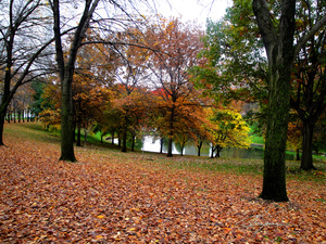 Fall On Display 2