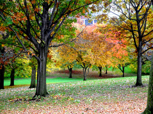 Fall On Display 3