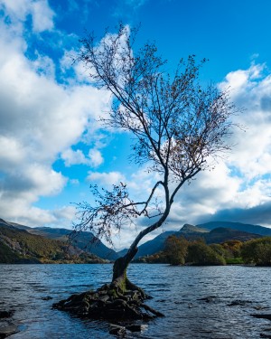 Lone tree Vert