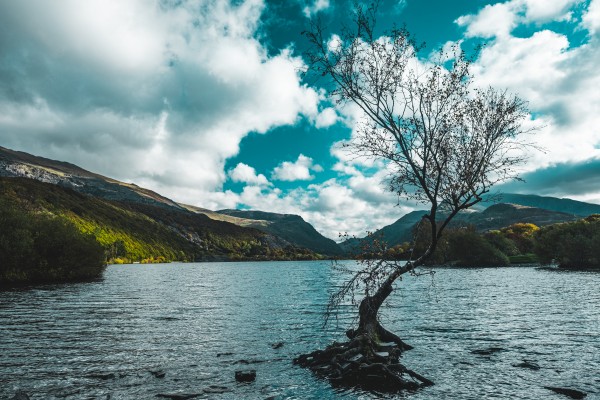 Lone tree Print