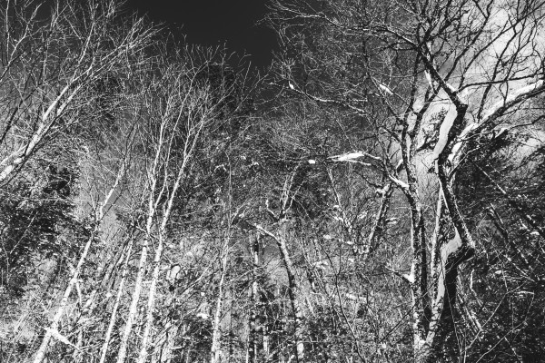 Dead trees Print