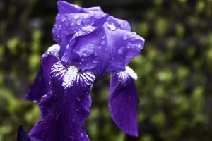 Tearful Iris