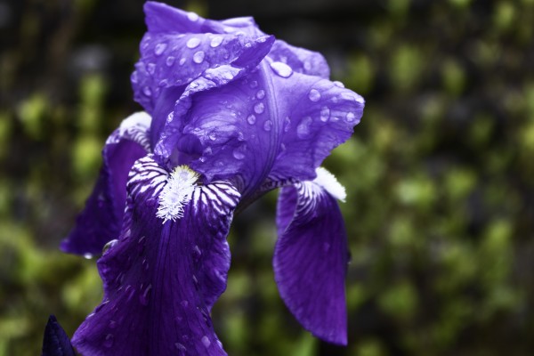 Tearful Iris by George Mitchell