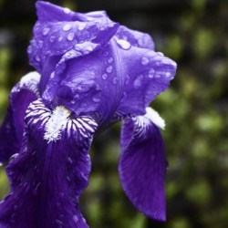 Tearful Iris