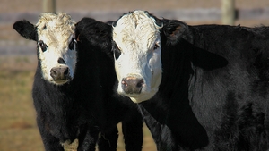 IMG 0975 P c upscayl 4x ultrasharp