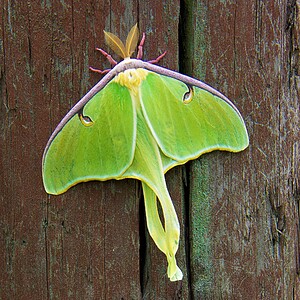 IMG 5232=1s sq upscayl 4x ultramix balanced