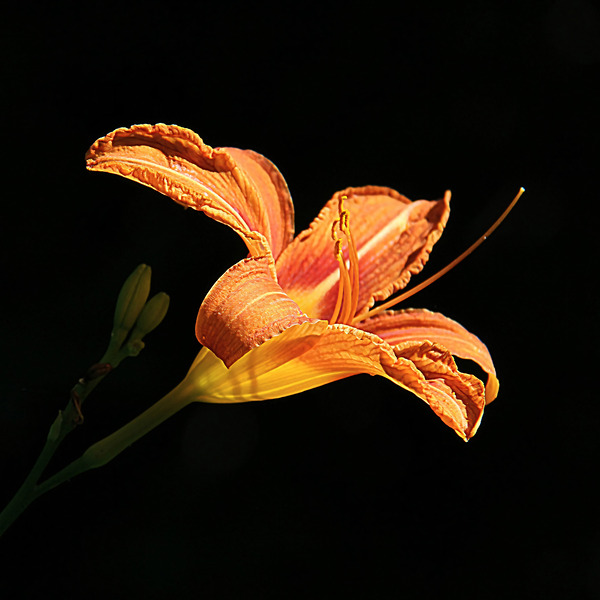 IMG 0846 sq upscayl 4x ultrasharp 4x Print