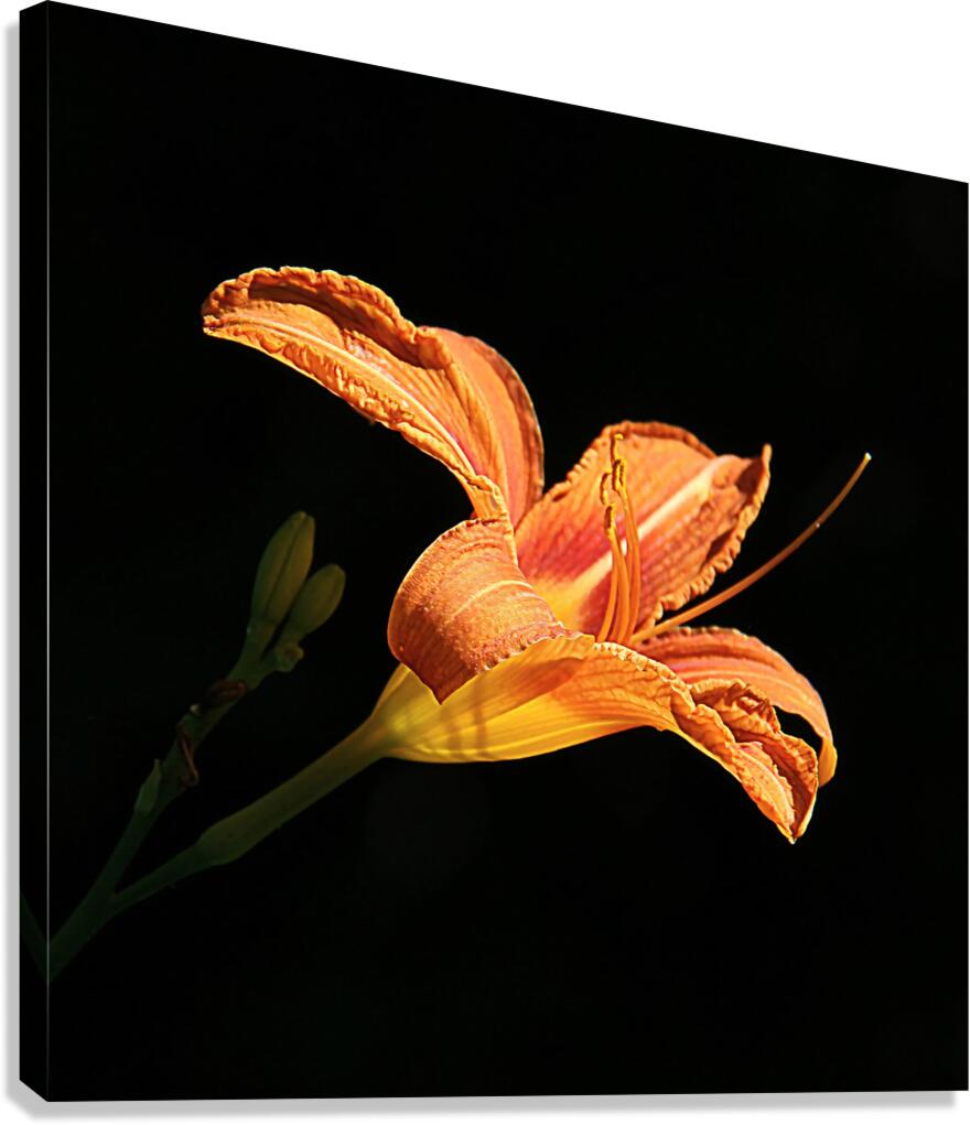 IMG 0846 sq upscayl 4x ultrasharp 4x Canvas Print