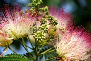 Delicate Pink and White Southern Flower