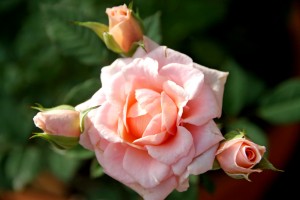 Mom Rose and 3 baby Rose Buds