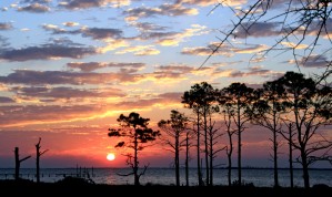 Sunset Trees at the Bay