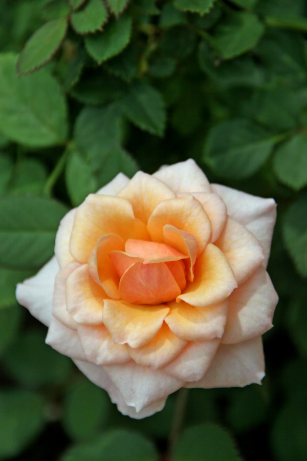 Pretty as a Rose by Deb Colombo