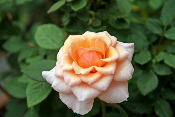 Pretty as a Rose II by Deb Colombo