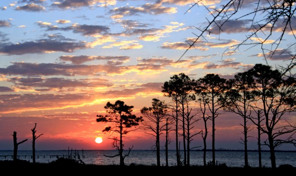 Sunset Trees at the Bay by Deb Colombo