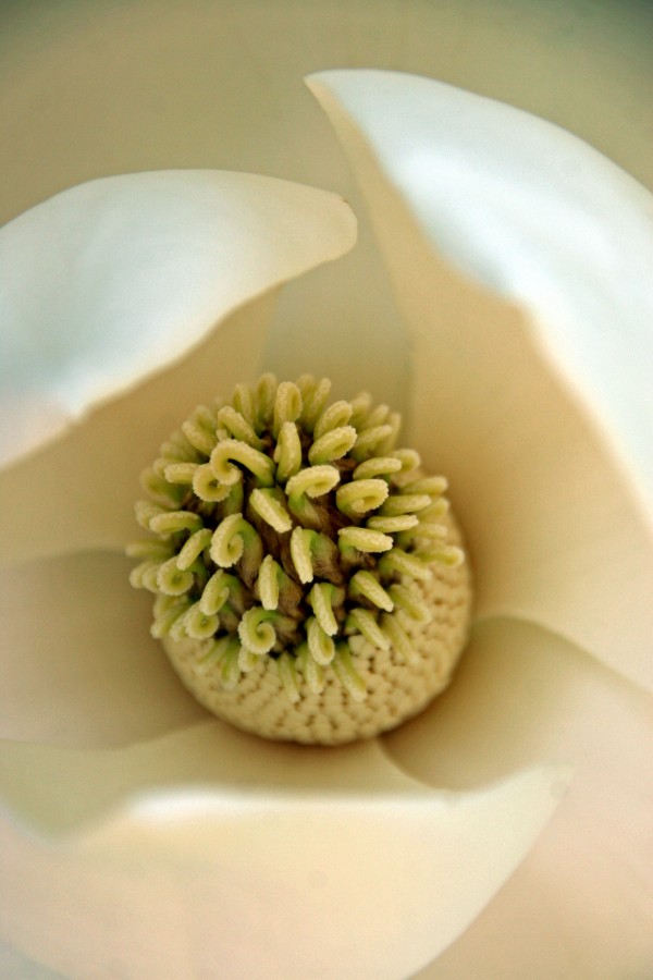 Heart of the Magnolia by Deb Colombo
