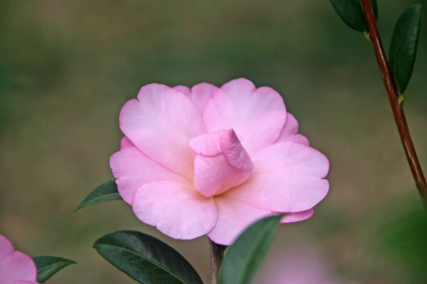 Pink Camellia by Deb Colombo