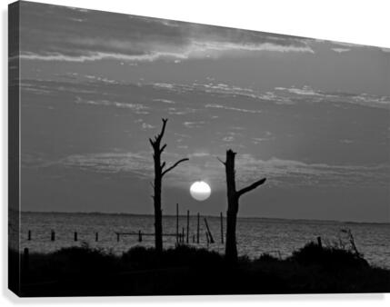 BW Two Tree Sunset Canvas Print