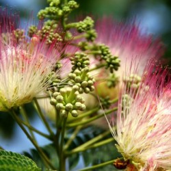 Delicate Pink and White Southern Flower