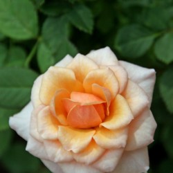 Pretty as a Rose
