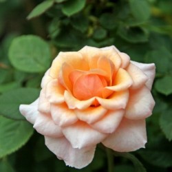 Pretty as a Rose II