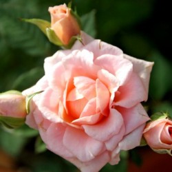Mom Rose and 3 baby Rose Buds