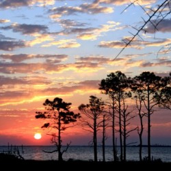 Sunset Trees at the Bay