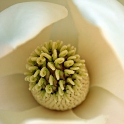 Heart of the Magnolia
