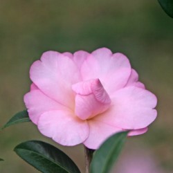 Pink Camellia