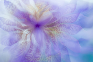 Iris Rhapsody. Purple