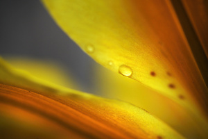Enlightenment. Lily Macro