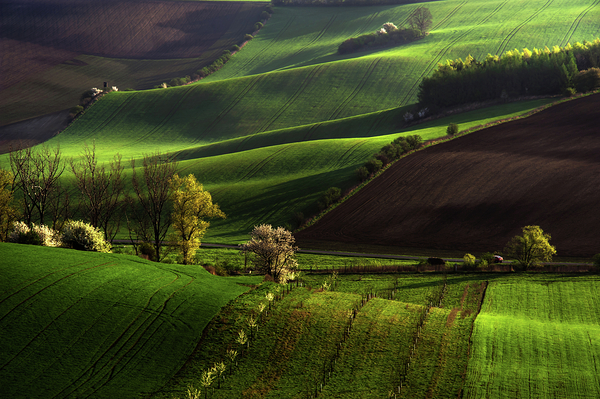 Between Green Waves Print