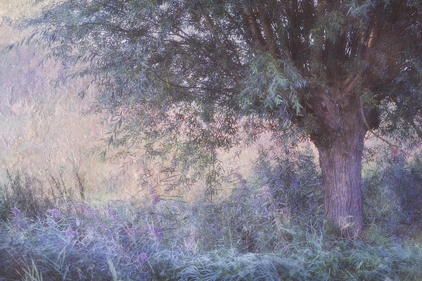 Blue Willow. Monet Style by Jenny Rainbow